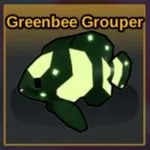 Greenbee Grouper