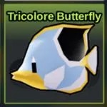 Tricolore Butterfly