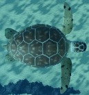 Roblox Fish it- Loggerhead Turtle- Cloud phone hands-free