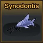 Synodontis