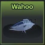 Wahoo