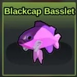 Blackcap Basslet