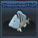 Sheepshead Fish