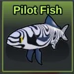 Pilot Fish