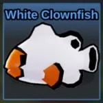 White Clownfish