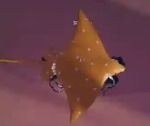 Roblox Fish it- Dotted Stingray- 24/7 hosting