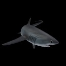 Thresher Shark