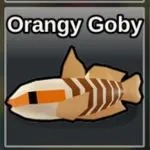 Orangy Goby